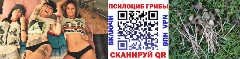 Купить где  Тулун  Галлюциногенные грибы Psilocybe 
